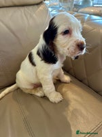 Cocker Spaniel dogs Last Male Kc Cocker Spaniel Simbawood Sire - Advert 11