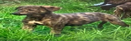 Lurcher dogs for sale: First cross saluki greyhounds  - Advert 22