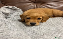 Cocker Spaniel dogs for sale: RED & BLACK COCKER SPANIEL PUPPIES READY NOW 🐶🧡  - Image 12