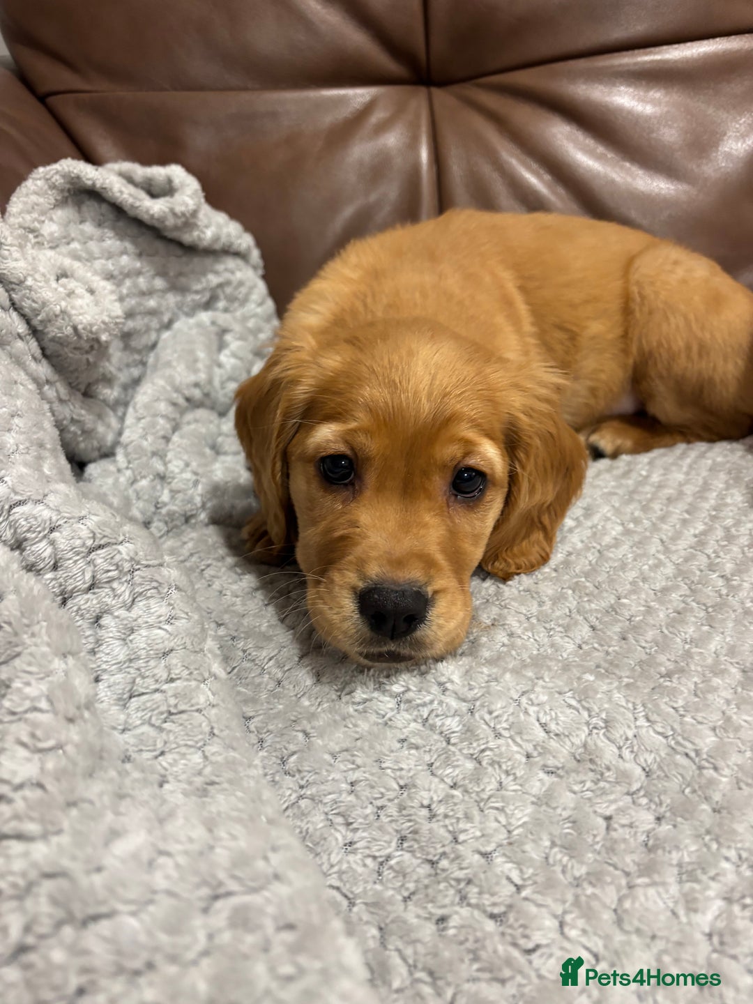 Cocker Spaniel dogs for sale: RED & BLACK COCKER SPANIEL PUPPIES READY NOW 🐶🧡  - Image 12