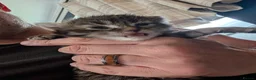 Mixed Breed cats for sale: 8 beautiful kittens - Advert 5