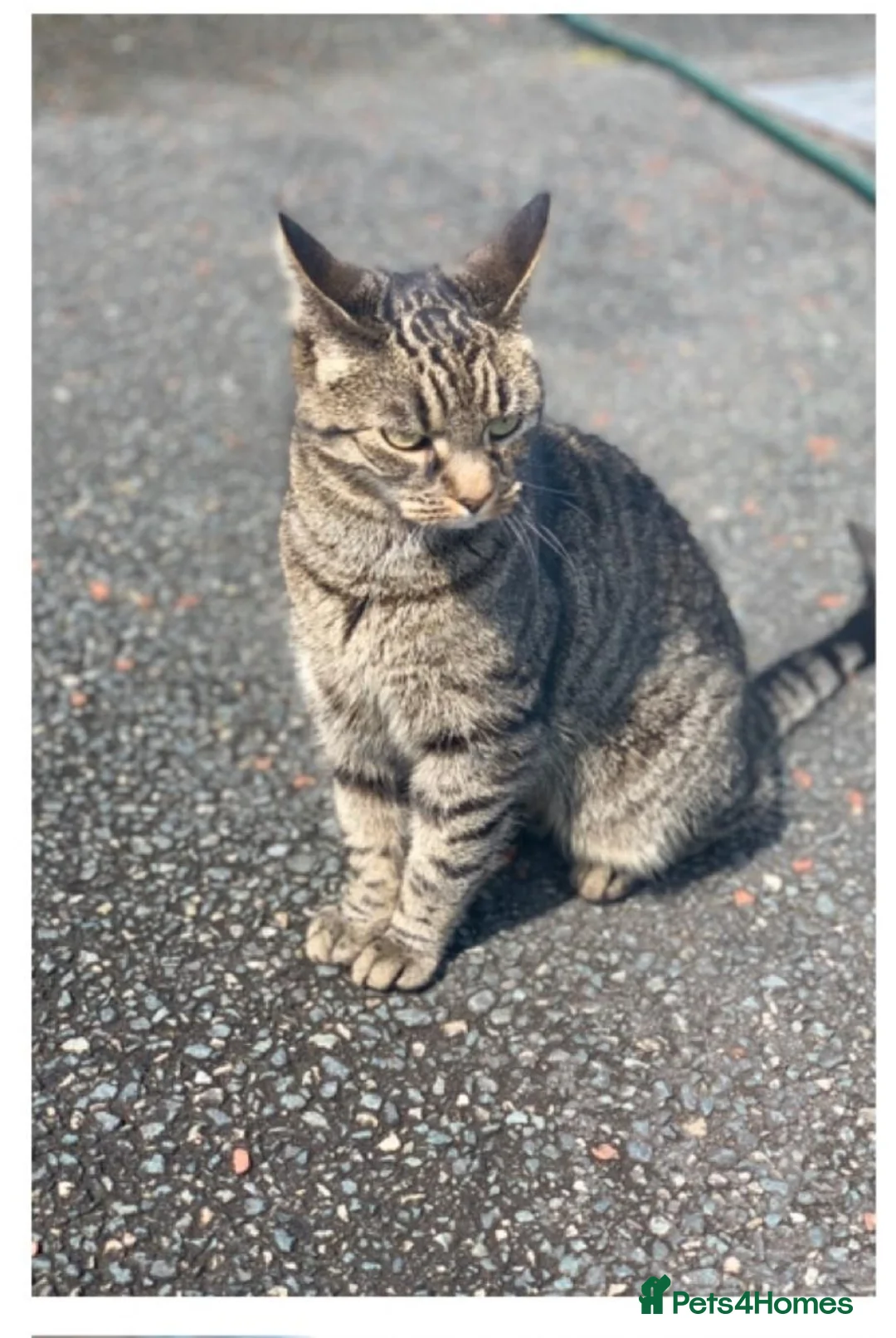 Mixed Breed cats for sale: Beautiful Bengal cross female  in Chester - Advert 1