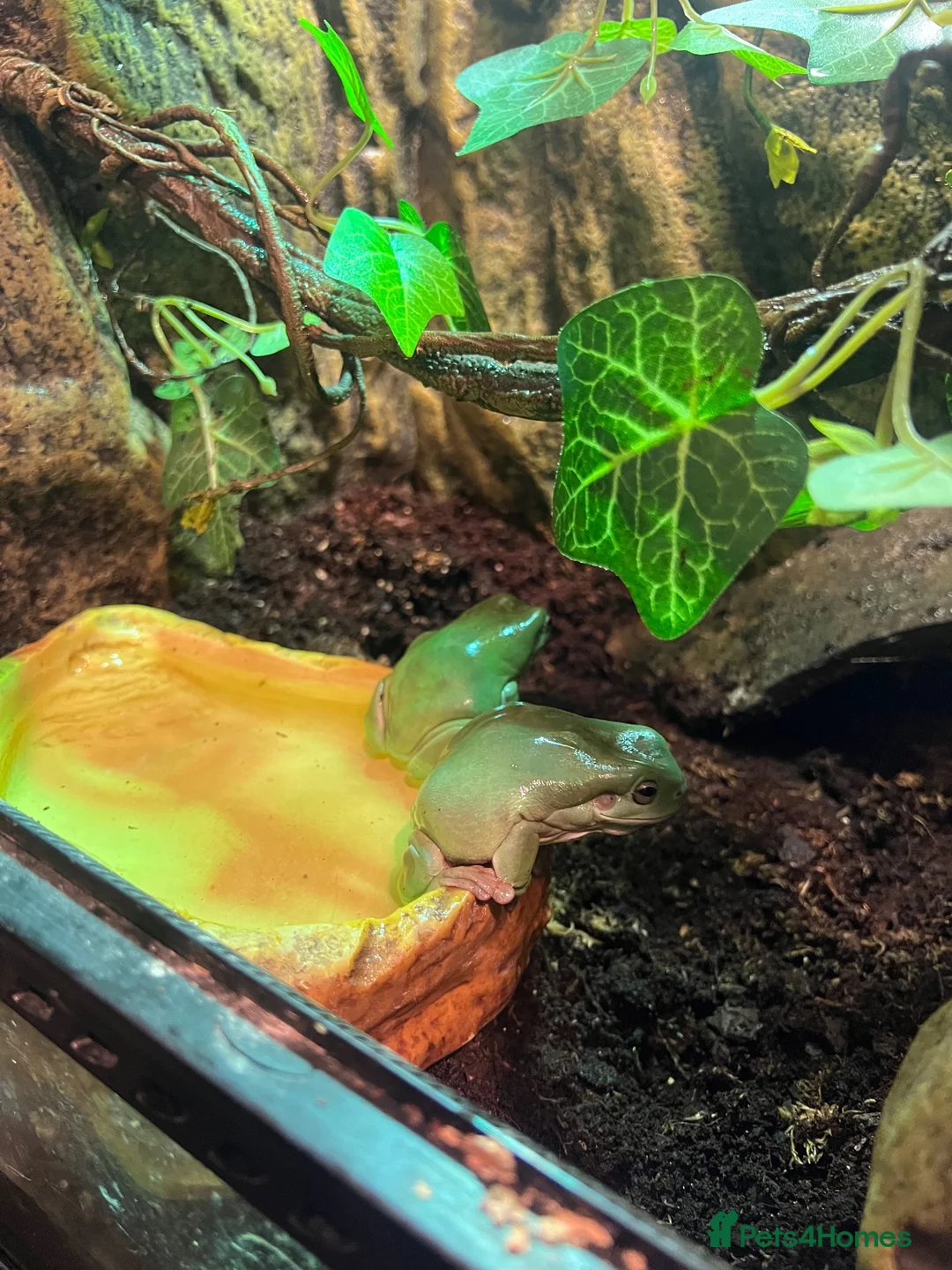 Frog reptiles for sale: Whites tree frogs for sale  in Walsall - Advert 1