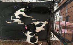 Mixed Breed dogs for sale:  Mum and dad pets 4black and two black and white  - Image 1