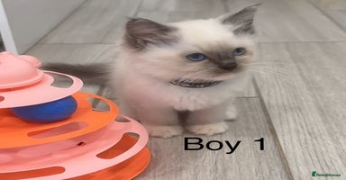 Ragdoll cats - Advert 9