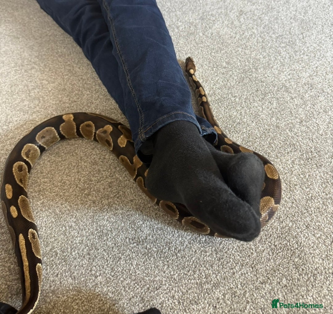 Python Snake reptiles for sale: Ball python Monty  - Advert 7