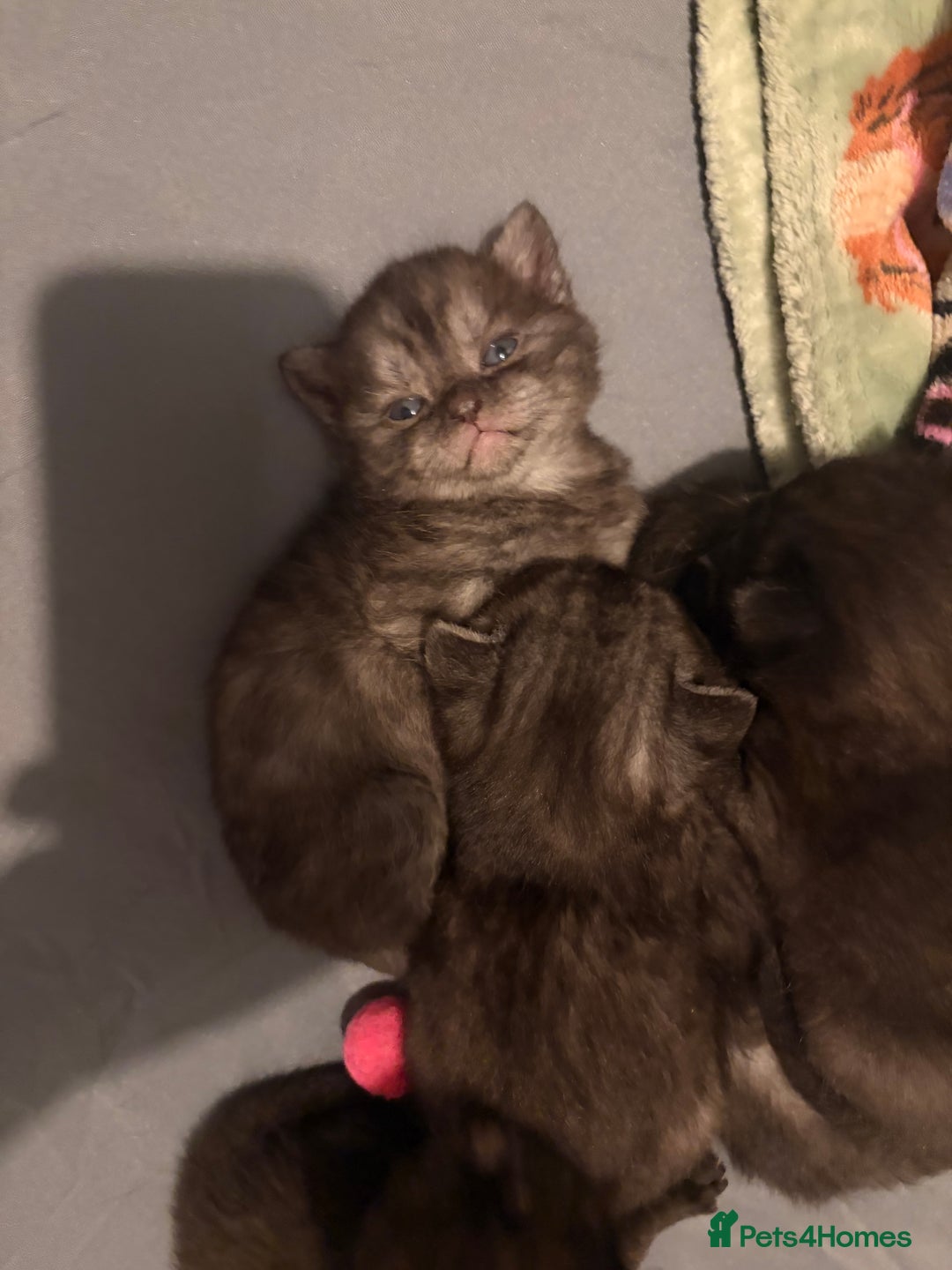 British Shorthair cats for sale: Beautiful British Shorthair Kittens  - Advert 10