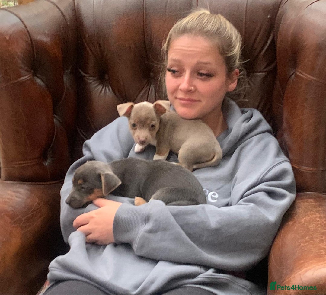Jack Russell dogs for sale: Fantastic litter of miniature jr rare  colours  - Image 2