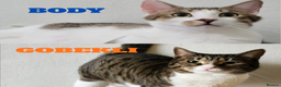 Mixed Breed cats for adoption: They Survived. Now They’re Ready to Be Loved - Advert 1