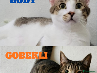 Mixed Breed cats They Survived. Now They’re Ready to Be Loved - Advert 15