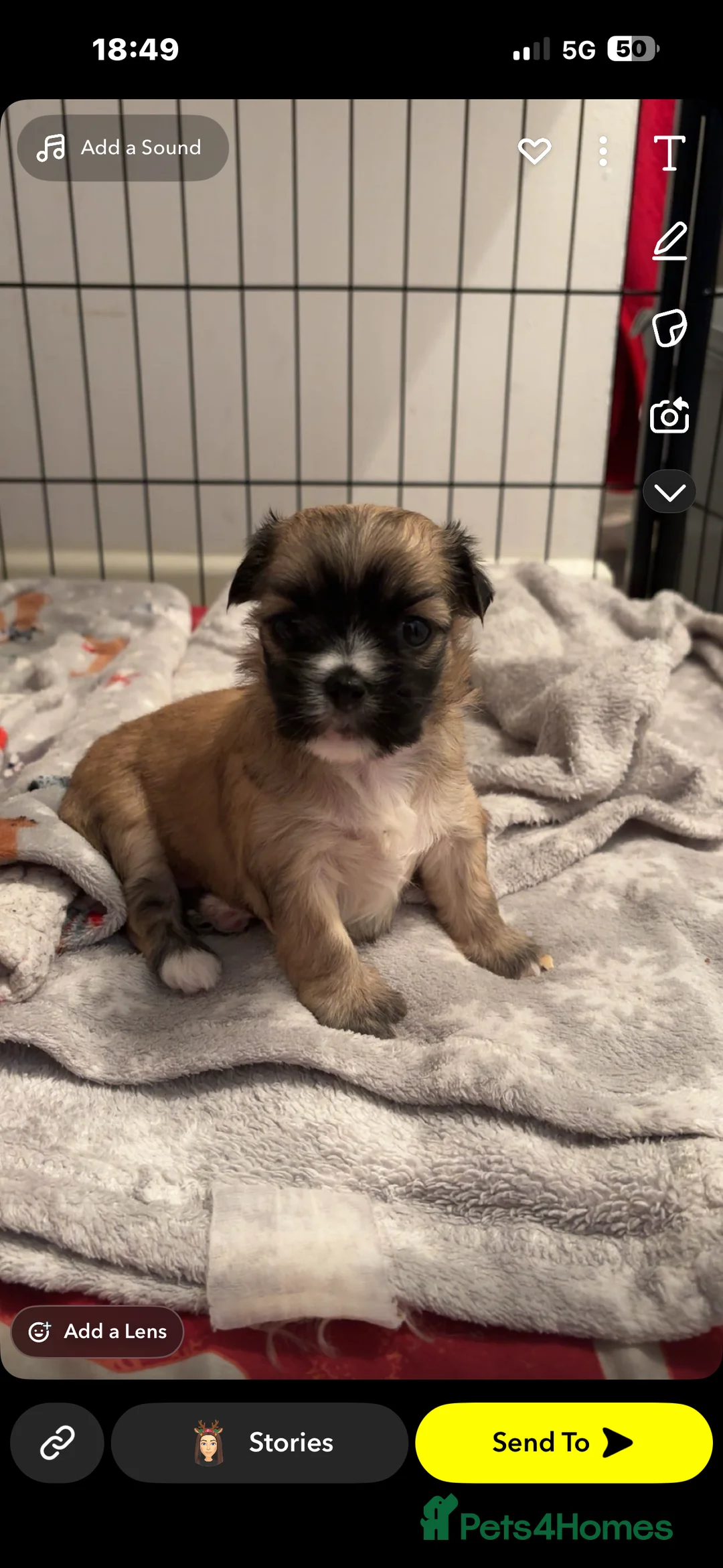 Mixed Breed dogs for sale: 3 Beautiful Chorkies girls - Advert 8