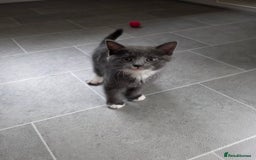 Siberian cats for sale: Siberian x Domestic shorthair stunning kittens  - Image 12