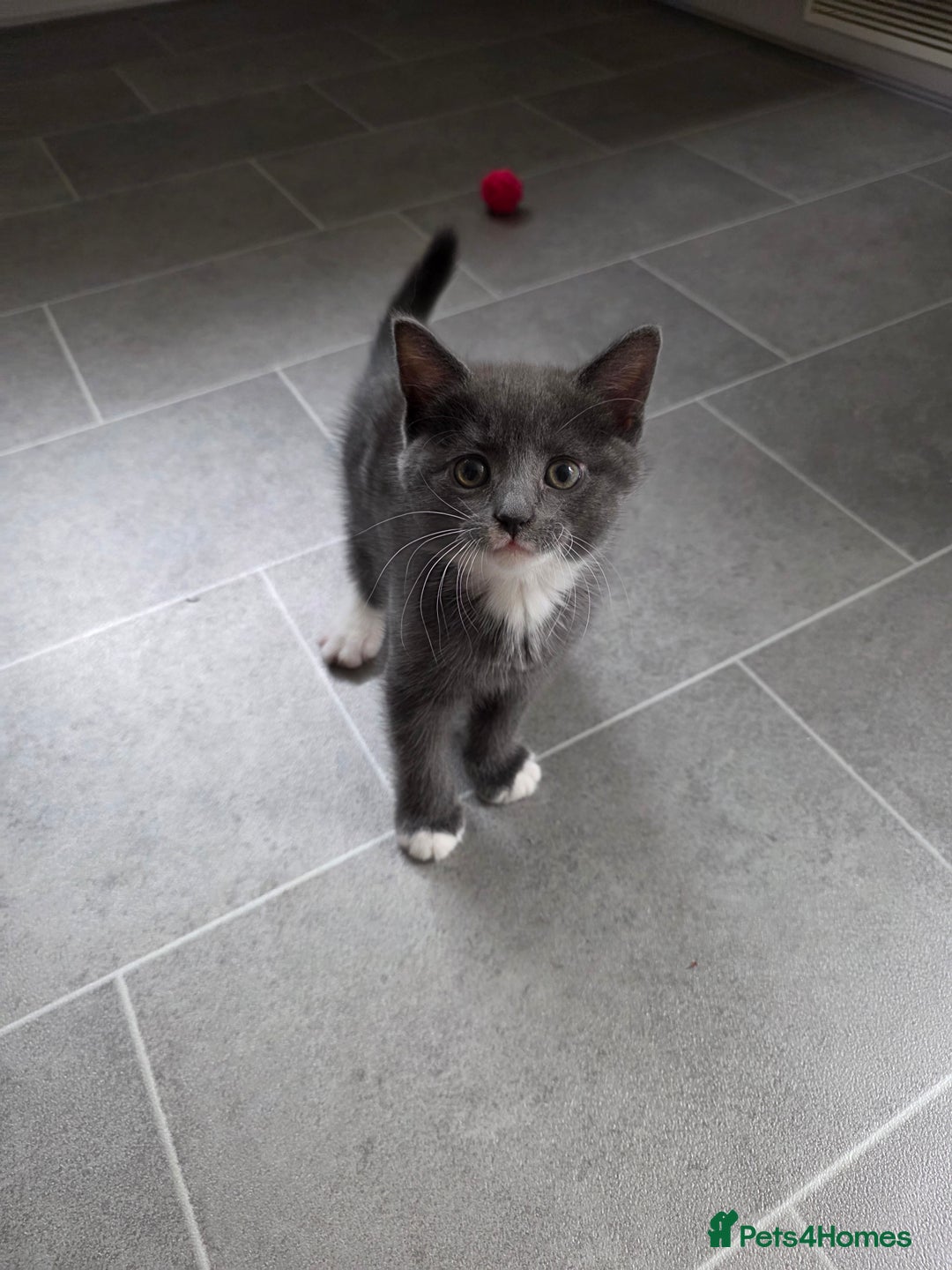 Siberian cats for sale: Siberian x Domestic shorthair stunning kittens  - Image 12
