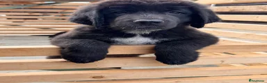 Floof 4