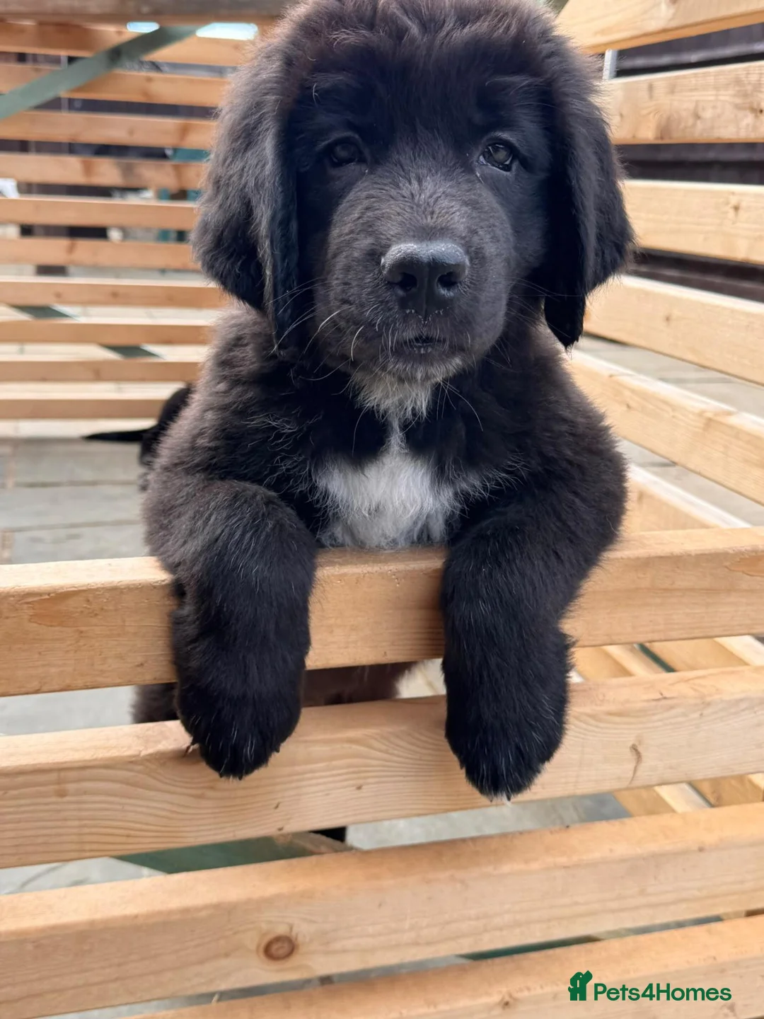Tibetan Mastiff dogs for sale: Stunning Tibetan Saint Puppies - Ready to go! - Advert 2