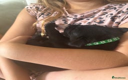 Labrador Retriever dogs for sale: Black labradors  - Image 11