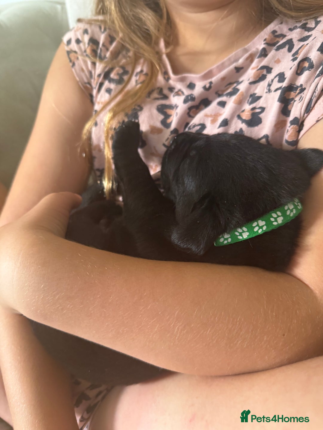 Labrador Retriever dogs for sale: Black labradors  - Image 11