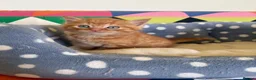 Mixed Breed cats for sale: Beautiful friendly kittens  - Advert 10