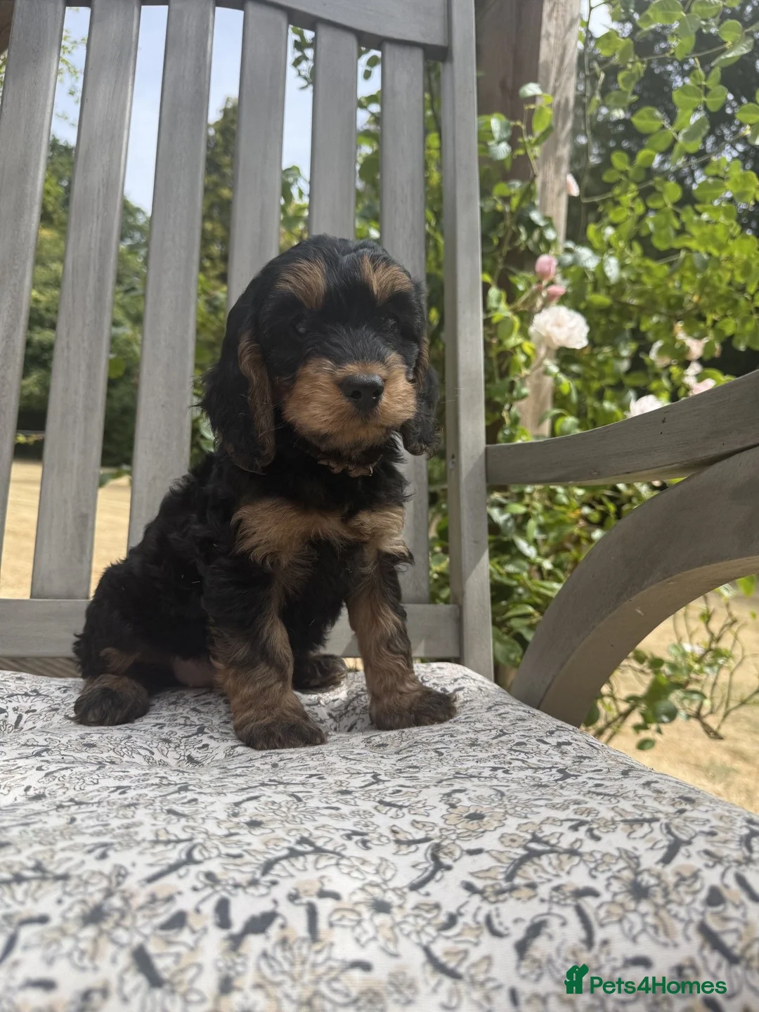 Cockapoo dogs for sale: Beautiful Litter of F1 Cockapoo Puppies - Advert 36
