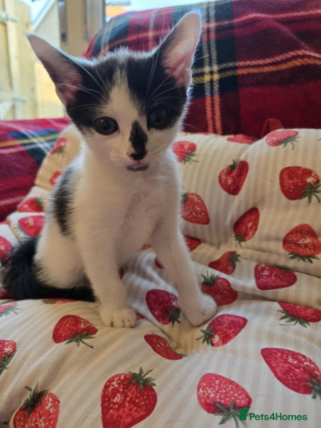 Mixed Breed cats for sale: Kittens  - Image 2