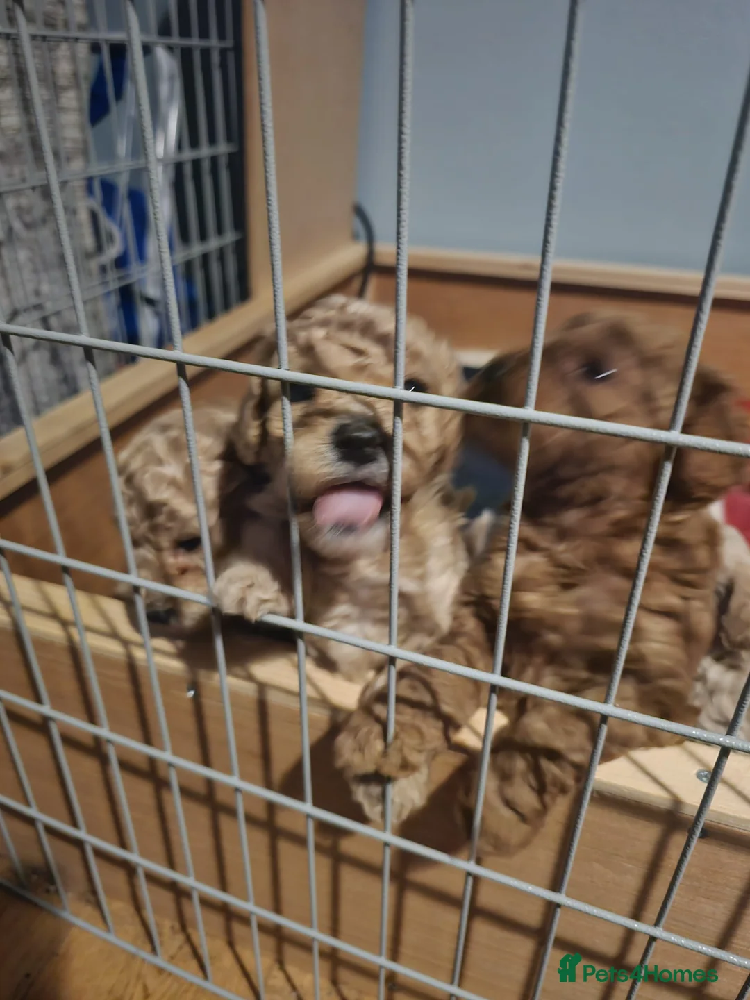 Cockapoo dogs for sale: Cockapoo puppies for sale - Advert 10