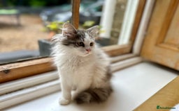 Siberian cats for sale: TICA Siberian kittens hypoallergenic & loving - Image 4