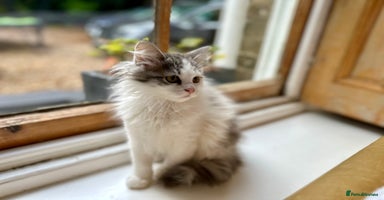 Siberian cats - Advert 15