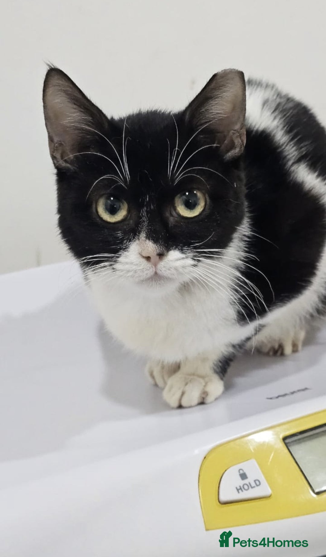 Mixed Breed cats for adoption: Felicity - Advert 4