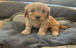 Cavapoo dogs for sale: Outstanding F1 Apricot Cavapoo puppies  - Image 18