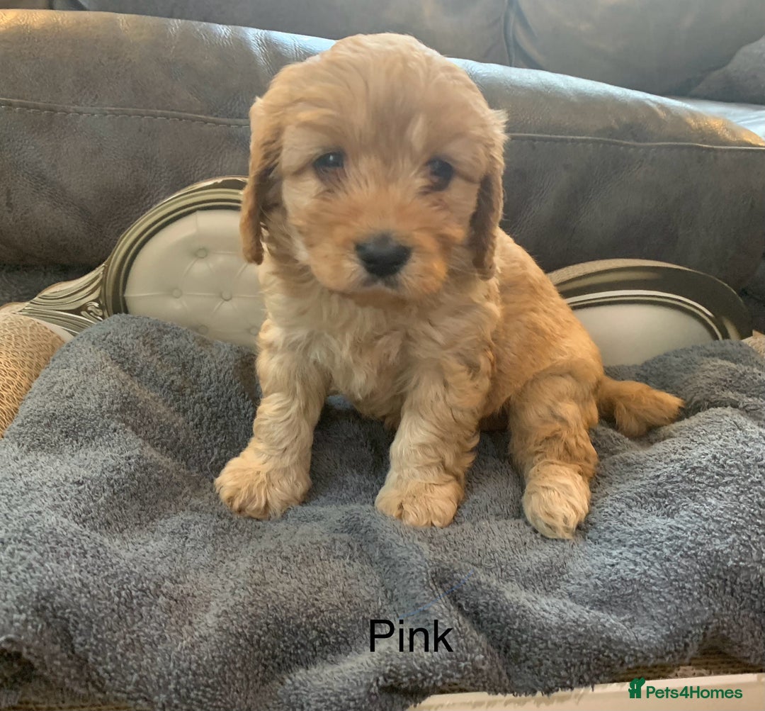 Cavapoo dogs for sale: Outstanding F1 Apricot Cavapoo puppies  - Image 18