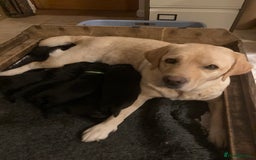 Labrador Retriever dogs for sale: Black Labrador Puppies - Image 2