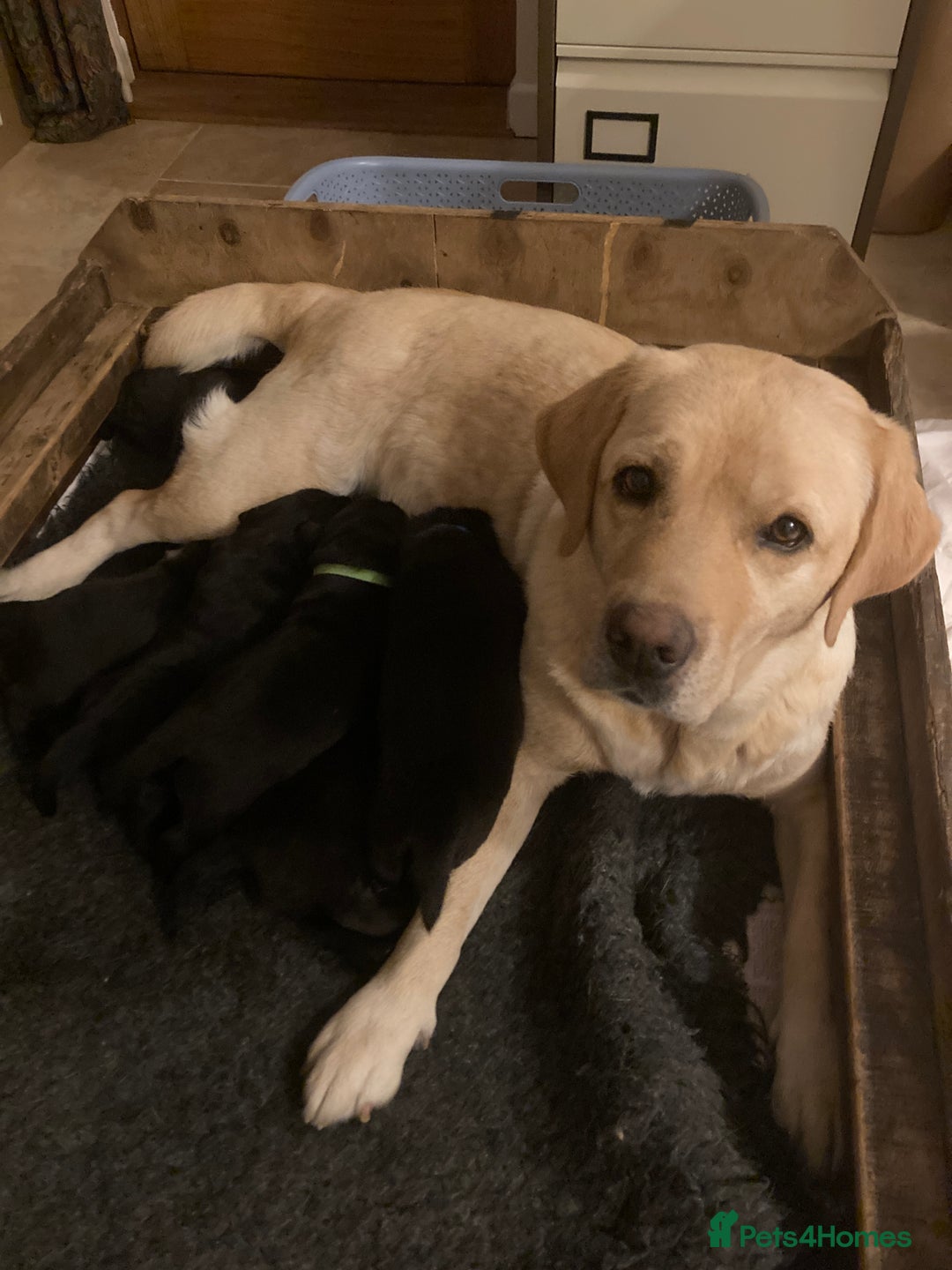 Labrador Retriever dogs for sale: Black Labrador Puppies - Image 2