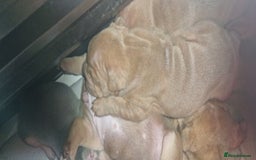 English Bulldog dogs for sale: ADORABLE ENGLISH BULLDOG PUPPYS  - Image 3