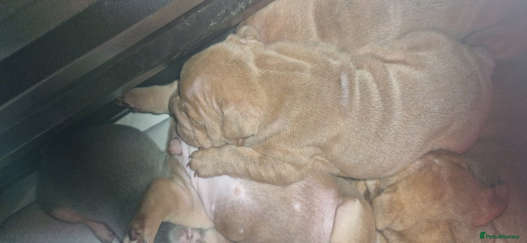 English Bulldog dogs for sale: ADORABLE ENGLISH BULLDOG PUPPYS  - Image 3