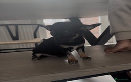 Chihuahua dogs for sale: Sweet Amy 🍬 - Image 3