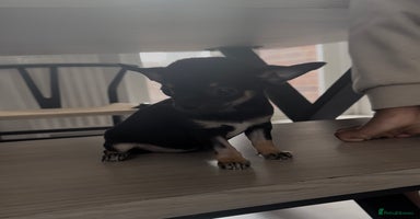 Chihuahua dogs - Advert 5