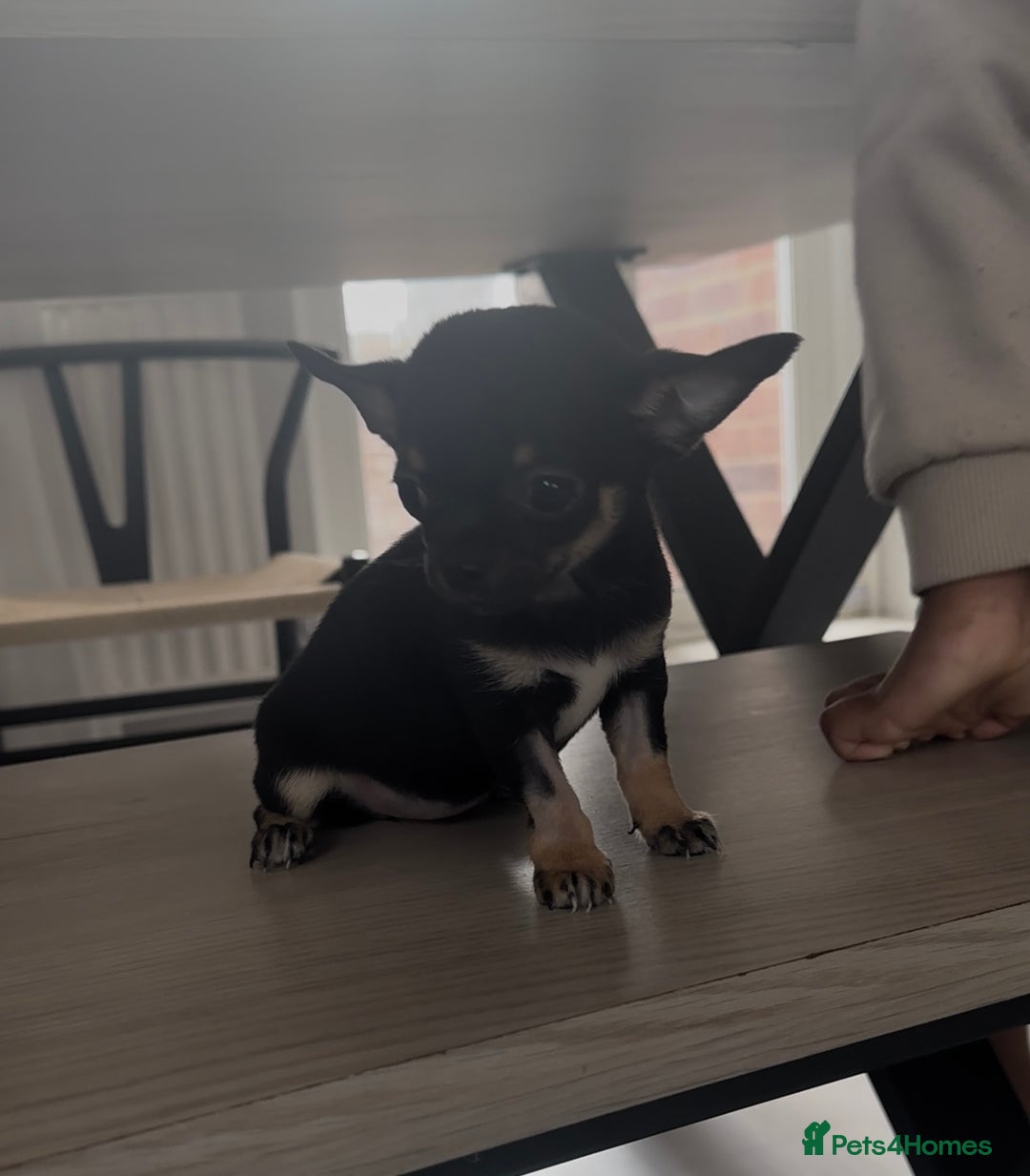 Chihuahua dogs for sale: Sweet Amy 🍬 - Image 3