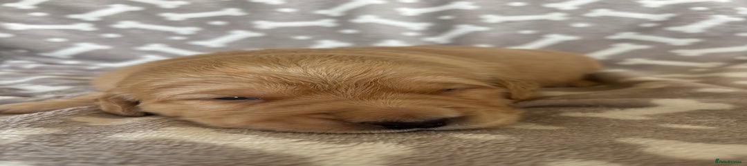 Golden Retriever Puppy 6