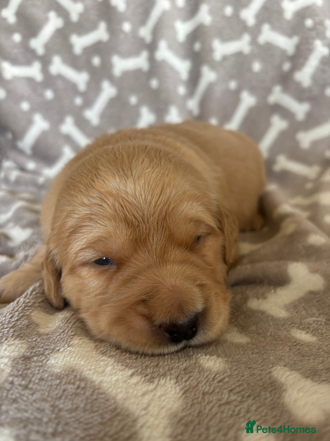 Golden Retriever dogs for sale: Beautiful KC Registered Golden Retrievers for Sale - Image 19