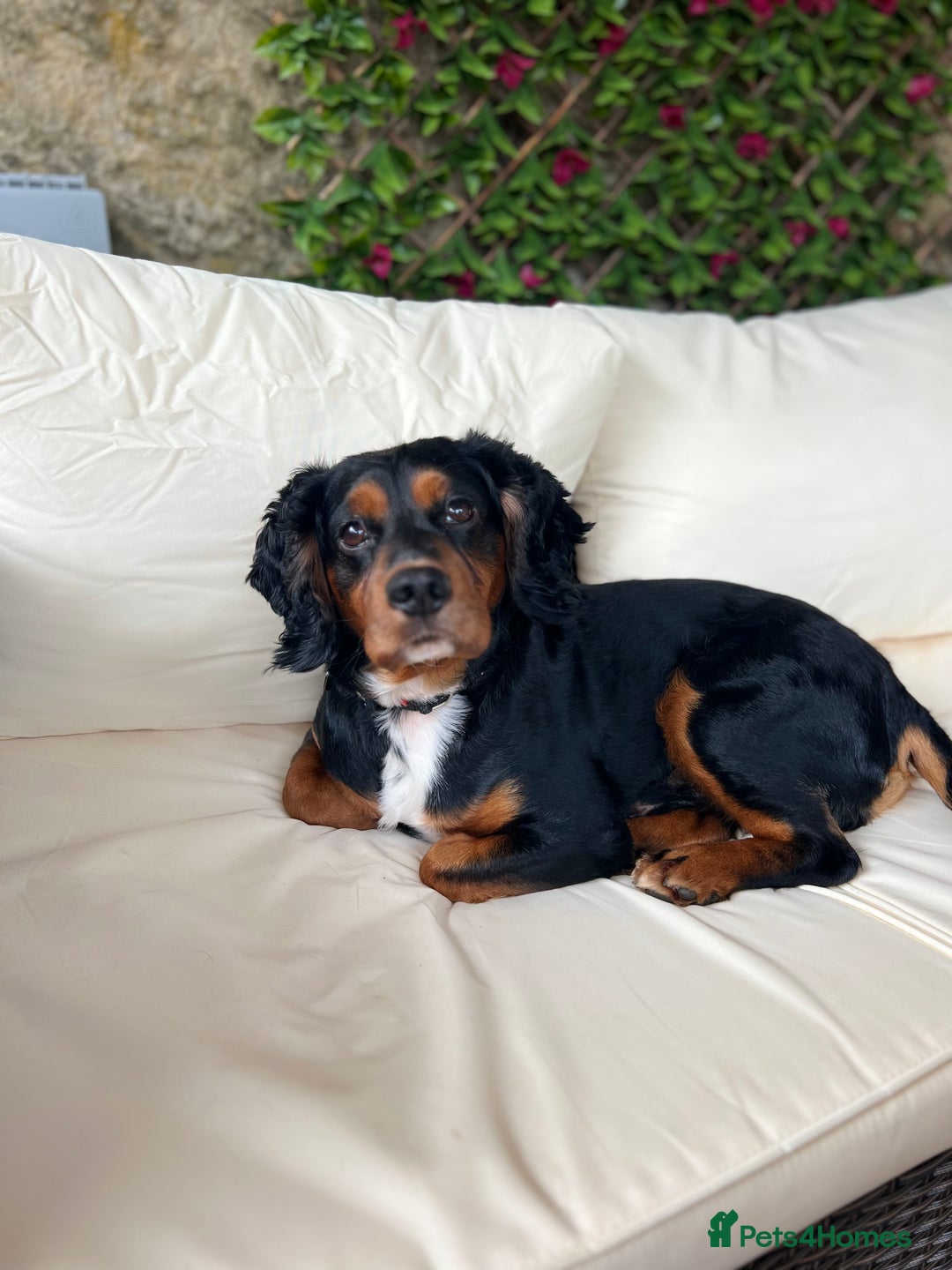 Cocker Spaniel dogs for stud: Black/Tan Cocker Spaniel Stud - Image 7