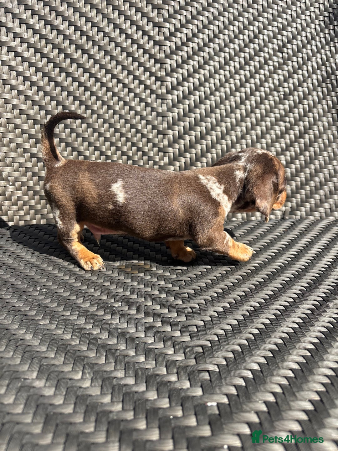 Dachshund dogs for sale: Dachshund Puppies  - Image 5