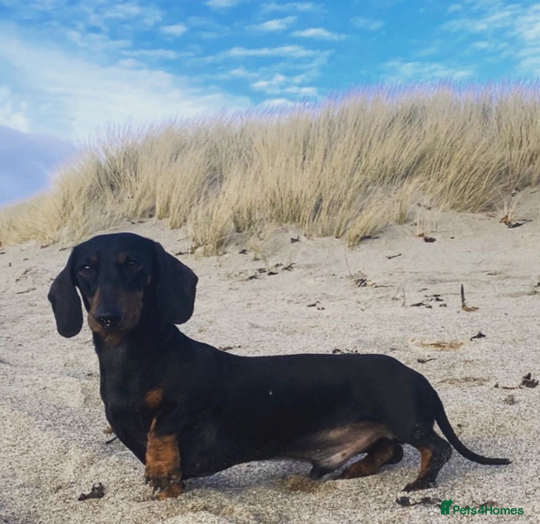 Miniature Dachshund dogs for sale: Ready Soon - Gorgeous KC Reg. Miniature Dachshund - Advert 8