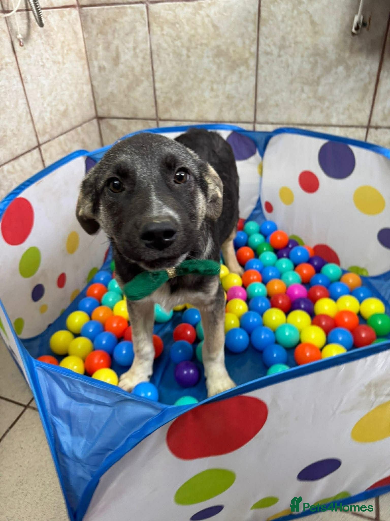 Meet Neptune,currently residing in Oxfordshire — Mixed Breed