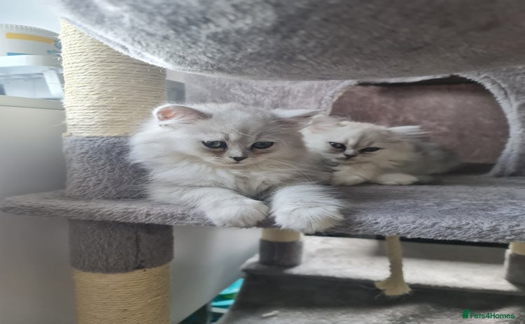 Persian cats - Advert 3
