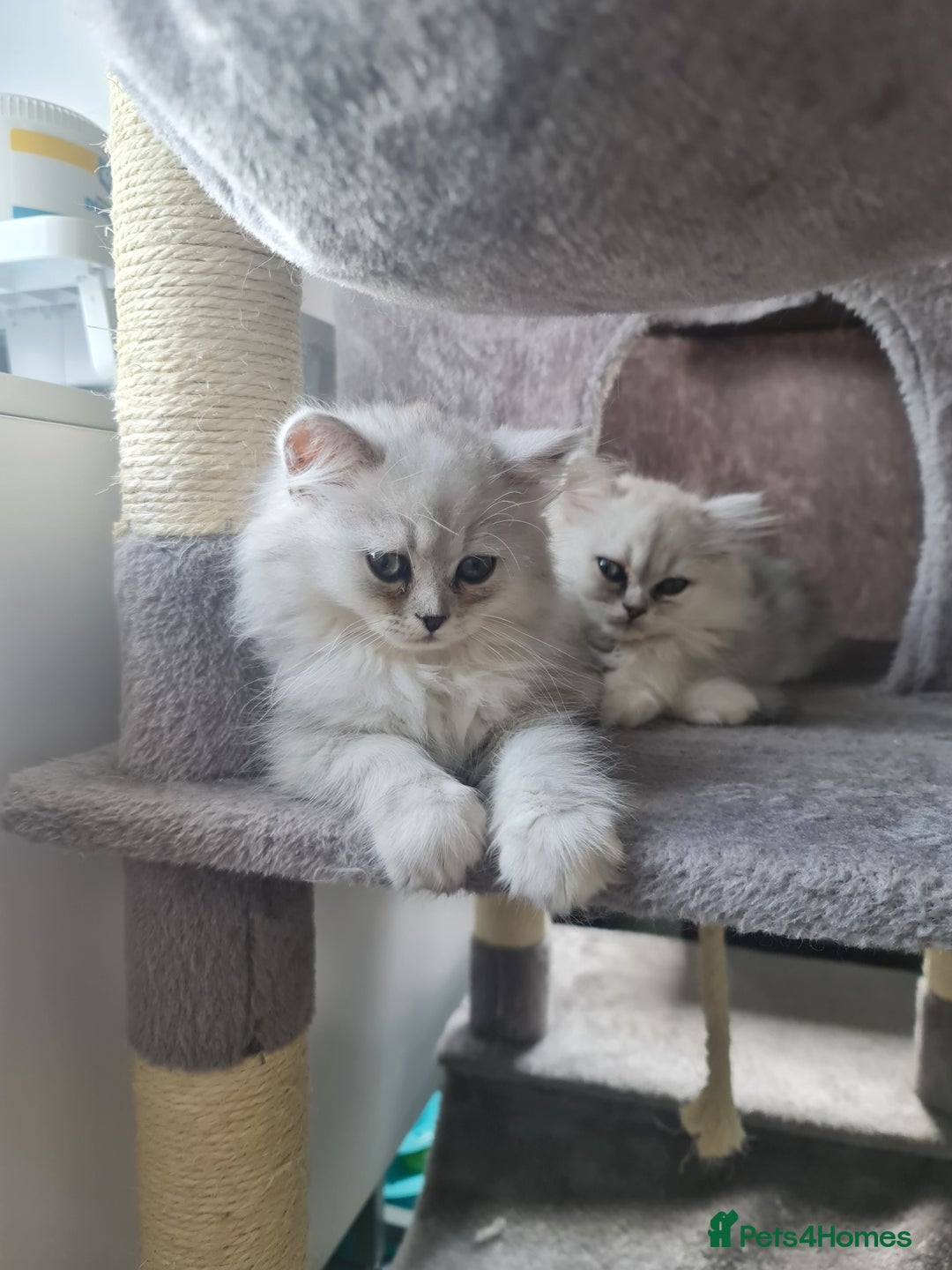 Persian cats for sale: 2 Boys left! Persian Chinchilla kittens - Image 1