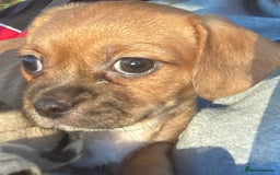 Mixed Breed dogs for sale: Female  - Image 2