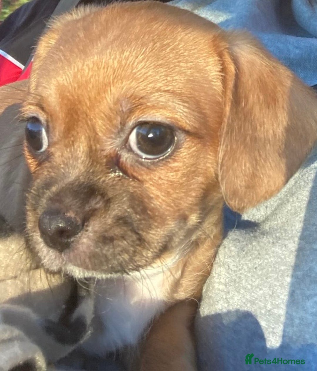 Mixed Breed dogs for sale: Female  - Image 2