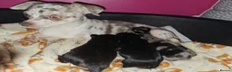 Chorkie dogs for sale: One gorgeous boy left  - Advert 4