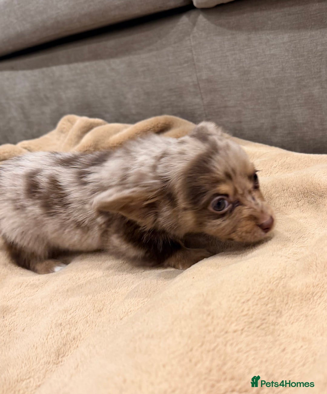 Mixed Breed dogs for sale: Mini Dachshund–Pomchi Pups - Advert 8