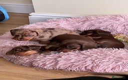 Miniature Dachshund dogs for stud: 🐾 KC Miniature Dachshund – Otto Von Krumm 🐾 - Image 13